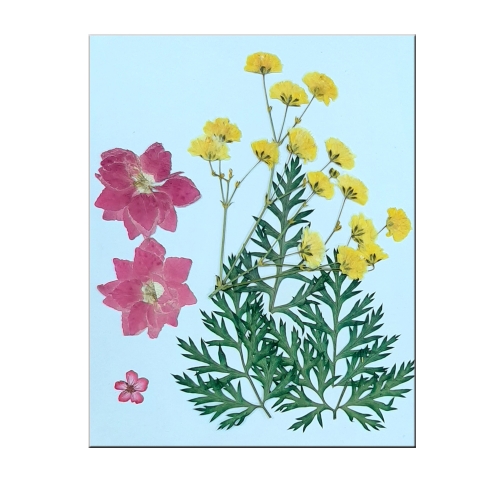 압화 꽃팩S_P205 /누름꽃체험꽃재료