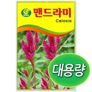 [CNS] ◆ 대용량 맨드라미 100g/300g 꽃씨앗